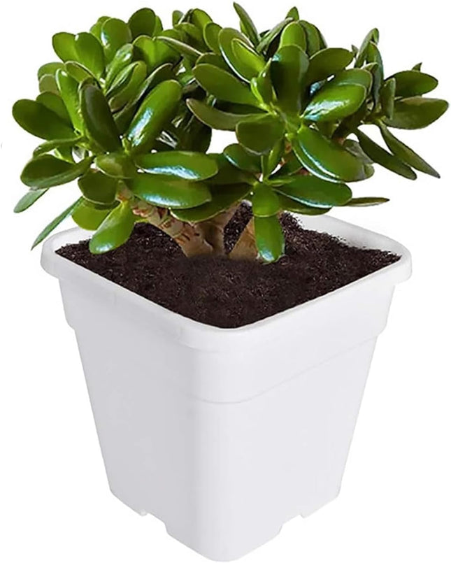 Findmall 5-Pack 10 Gallon Square Planter Nursery Pots, Flower Plant Container Injection Molded Plastic Nursery Pots Gardening Pots for Indoor Outdoor Vegetables, Succulents, White