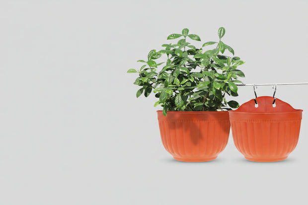 <h3><em><strong>Seedlings <br/>Pots</strong></em></h3>